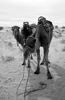 Sahara-Trekking